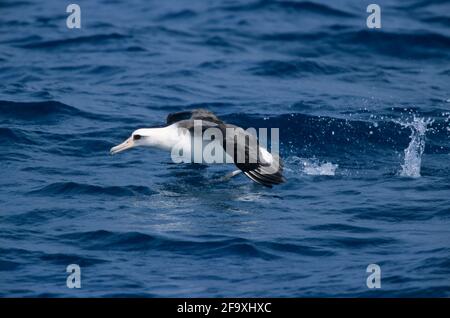 Laysan Albatross taking off from sea Diomedea immutabilis Midway Island Pacific Ocean BI004225 Stock Photo