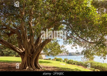 Large, old Ficus Macrophylla, commonly known as the Moreton Bay fig or Australian banyan. Stock Photo