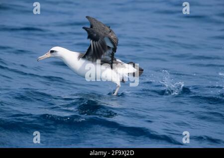 Laysan Albatross taking off from sea Diomedea immutabilis Midway Island Pacific Ocean BI004226 Stock Photo