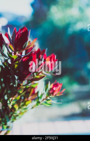 close-up of red protea flowers in pot indoor by the window with backyard bokeh in the background shot at shallow depth of field Stock Photo