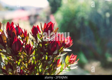 close-up of red protea flowers in pot indoor by the window with backyard bokeh in the background shot at shallow depth of field Stock Photo
