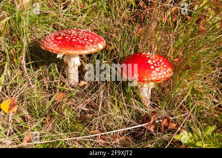 Amanita muscaria - known as fairy toadstools or fly agaric growing in grassland, Argyll, Scotland Stock Photo