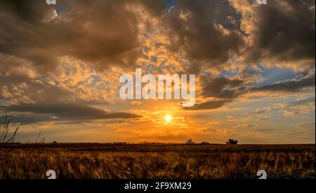 Sunset or sunrise over a wheat field with dramatic colorful cloudy sky Stock Photo