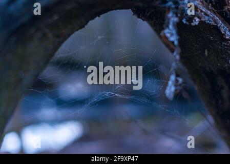 an abandoned spider web on a thick branch, a cobweb framed by a thick branch Stock Photo