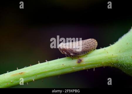 Brown plant hopper on the twig of the plant with black background. These planthopper species that feeds on rice plants. They feed on plant sap. Stock Photo