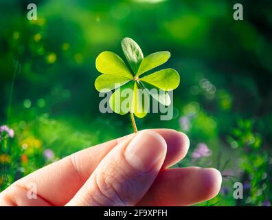 Four Leaf Clover - Good Luck - Hands Hold Lucky Shamrock Stock Photo