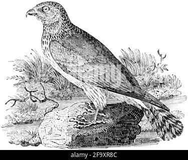 A bird engraved by Thomas Bewick from 'The History of British Birds' of Stock Photo