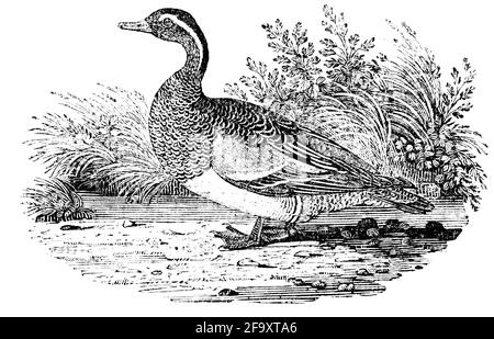 A bird engraved by Thomas Bewick from 'The History of British Birds' of Stock Photo