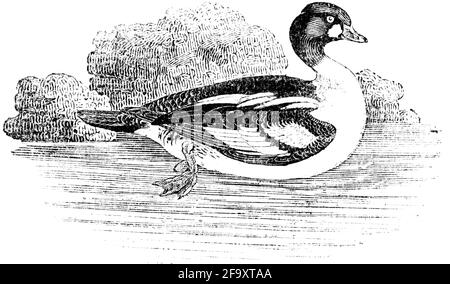 A bird engraved by Thomas Bewick from 'The History of British Birds' of Stock Photo