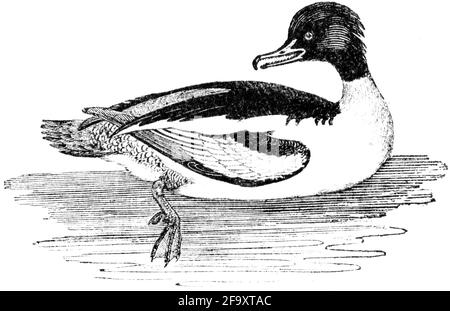 A bird engraved by Thomas Bewick from 'The History of British Birds' of Stock Photo