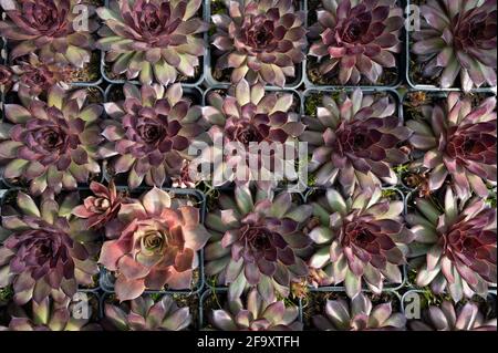 Many succulent plants in pots background, top view. Beautiful flowers Stock Photo