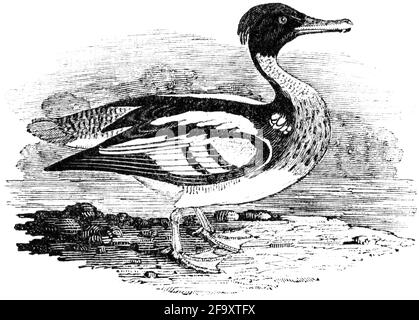 A bird engraved by Thomas Bewick from 'The History of British Birds' of Stock Photo