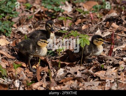 Berlin, Germany. 21st Apr, 2021. Young ducks roam the zoo. Credit: Paul Zinken/dpa-Zentralbild/ZB/dpa/Alamy Live News Stock Photo