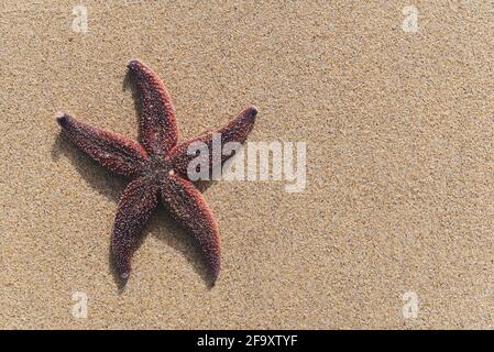 Colorful starfish lying on sand with copy space. Stock Photo