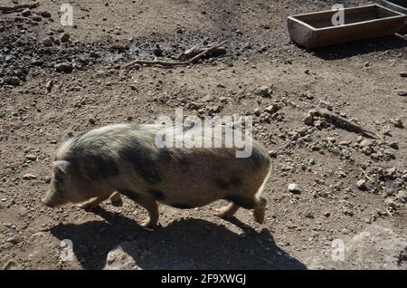 Munich miniature pigs, Münchner Miniaturschwein, black and white pig Stock Photo