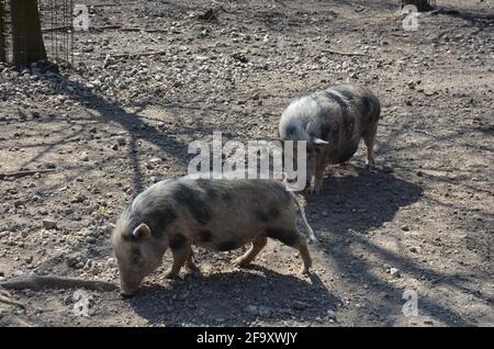 Munich miniature pigs, Münchner Miniaturschwein, black and white pig Stock Photo