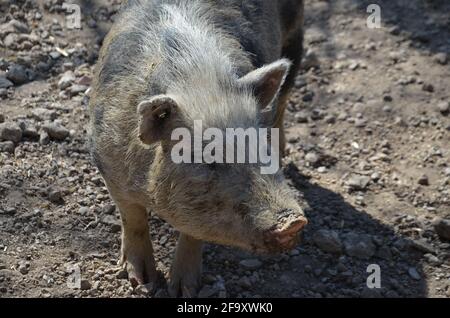 Munich miniature pigs, Münchner Miniaturschwein, black and white pig Stock Photo