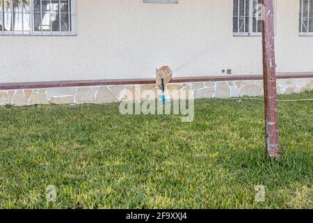 Ginger cat drinking water from a sprinkler system outlet on a grass lawn in Los Gigantes, Tenerife, Canary Islands, Spain Stock Photo