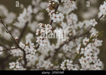Blooming Blackthorn during Spring in the Garden. White Sloe Blossom in Nature. Prunus Spinosa is a Flowering Plant in the Rose Family Rosaceae. Stock Photo