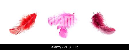 Bright pink bird feathers set isolated on white background. Stock Photo