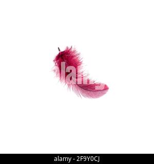 Dark pink bird feather isolated on white background. Stock Photo