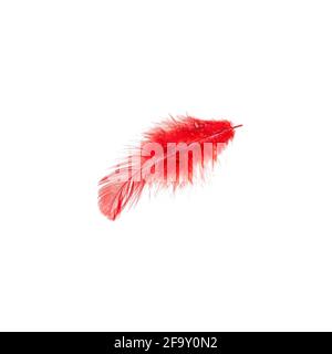 Red bird feather isolated on white background. Stock Photo
