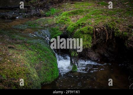 Small creek in the forest, Waldviertel, Austria, Europe Stock Photo