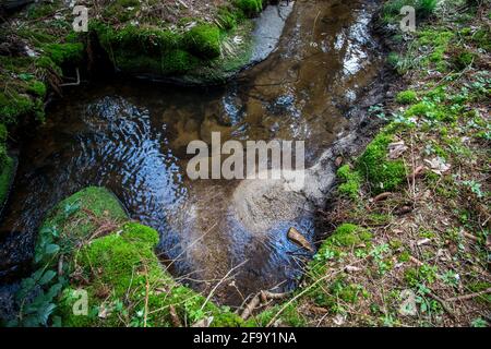 Small creek in the forest, Waldviertel, Austria, Europe Stock Photo