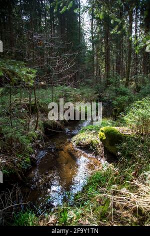 Small creek in the forest, Waldviertel, Austria, Europe Stock Photo