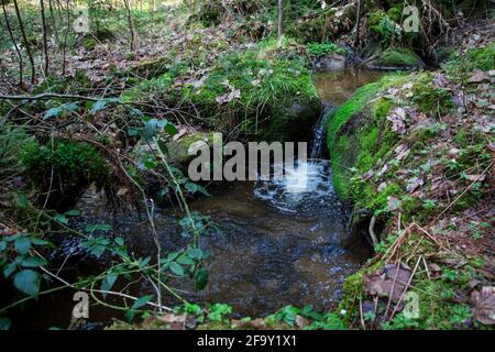Small creek in the forest, Waldviertel, Austria, Europe Stock Photo
