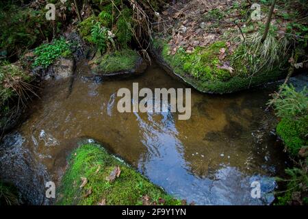 Small creek in the forest, Waldviertel, Austria, Europe Stock Photo