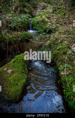 Small creek in the forest, Waldviertel, Austria, Europe Stock Photo