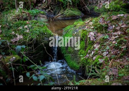 Small creek in the forest, Waldviertel, Austria, Europe Stock Photo