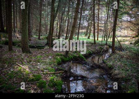 Small creek in the forest, Waldviertel, Austria, Europe Stock Photo