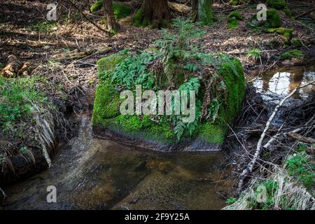 Small creek in the forest, Waldviertel, Austria, Europe Stock Photo
