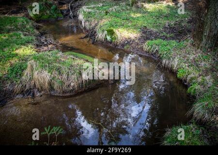 Small creek in the forest, Waldviertel, Austria, Europe Stock Photo