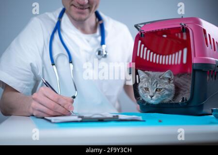 Tabby cute cat Scottish Straight breed on visit to vet doctor at animal hospital. Happy european veterinarian with clipboard in clinic next to pet Stock Photo