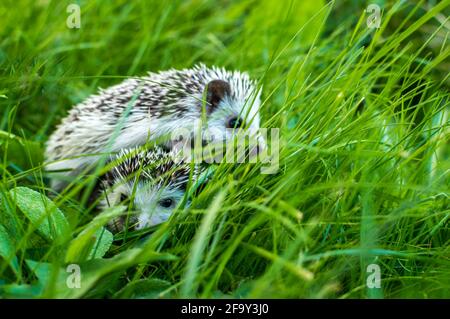 Portrait two African hedgehog on a grass Stock Photo