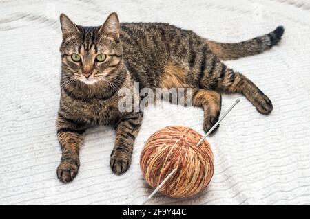 cat lies with a large ball of thread and a knitting needle Stock Photo