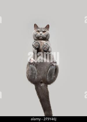 low angle view of british shorthair cat sitting on invisible glass sheet looking down at camera with copy space Stock Photo