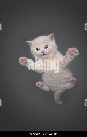 low angle view of a cream tabby british shorthair kitten resting on invisible glass pane looking down at copy space curiously Stock Photo