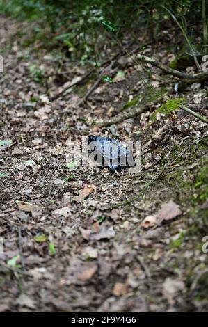Black plastic dog poo bag laying discarded on a countryside path Stock Photo