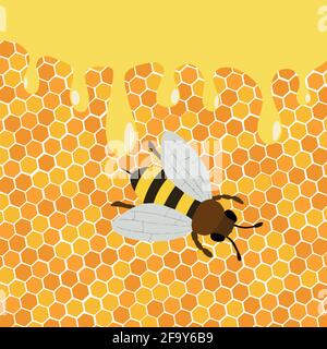 Honey splash dripping sweet drops from bee honeycomb poster for beekeeping honey shop or bakery. Stock Vector