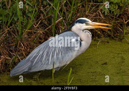 A gray heron in a very small ditch in the duckweed looking for prey, province of Groningen, the Netherlands Stock Photo