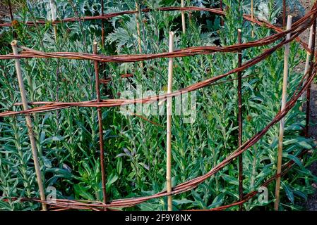 dyer's woad plants in english garden, norfolk, england Stock Photo