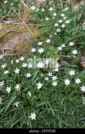 Wood anemone or windflowers found in early spring in Guestling woods, a typical High Weald ancient woodland. East Sussex, UK. Stock Photo