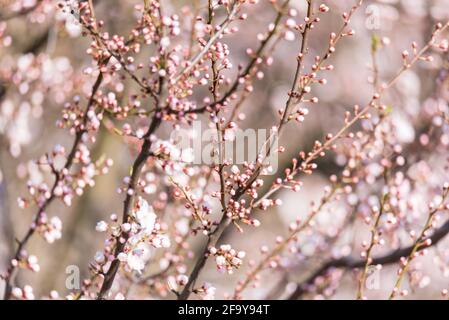 Flowering tree, lots of small flowers on the branch. Spring in nature, buds and small leaves. The time of pollination of fruit trees. Stock Photo