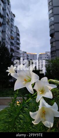 The Oriental lilies, lily flower border in an garden, Taiwan Stock Photo