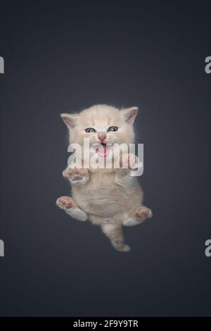 underview of cream colored british shorthair kitten resting on invisible glass pane looking at camera meowing Stock Photo