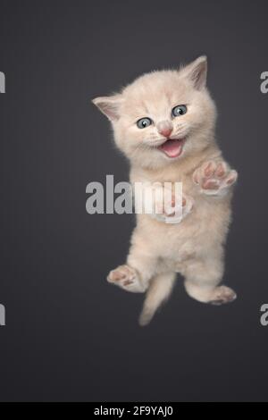 low angle view of a cream tabby british shorthair kitten meowing looking at camera Stock Photo